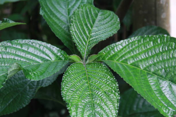 istock Strobilanthes crispa leaf or plant 1465543550