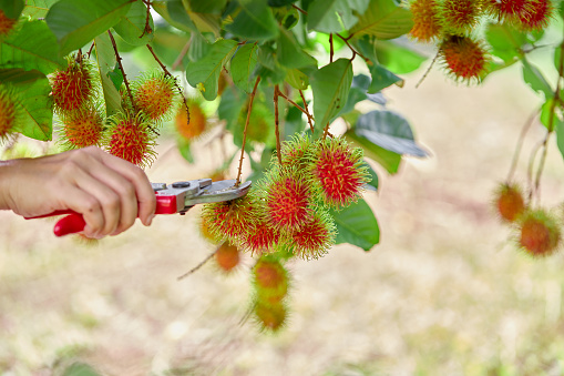 Agriculture hand cutting ripe rambutan fruit on tree branch