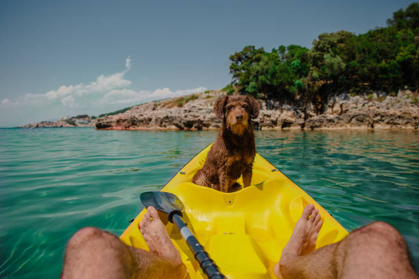 istock Old pet dog having fun in yellow kayak 1465544209