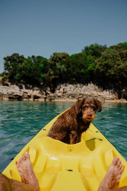 istock Old pet dog having fun in yellow kayak 1465544228