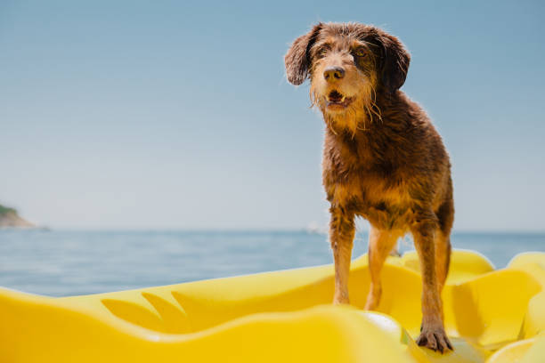 Old dog having fun in kayak. Located on beautiful sea coast