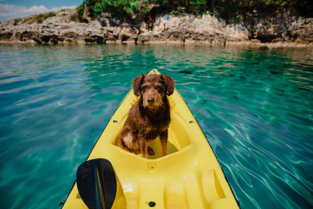 istock Old pet dog having fun in yellow kayak 1465544604
