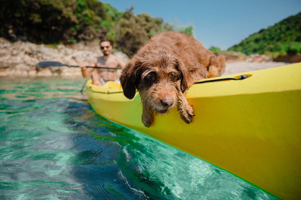 istock Old pet dog having fun in yellow kayak 1465544644