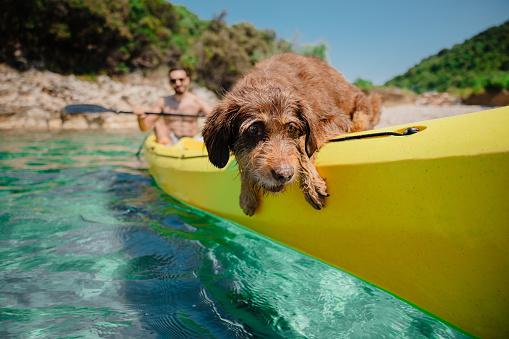 Old dog having fun in kayak. Located on beautiful sea coast