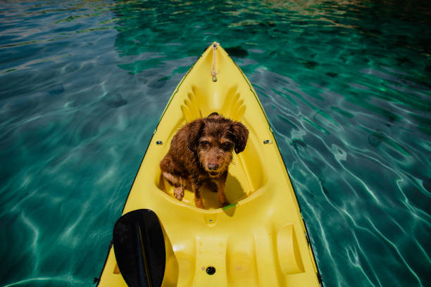istock Old pet dog having fun in yellow kayak 1465545278