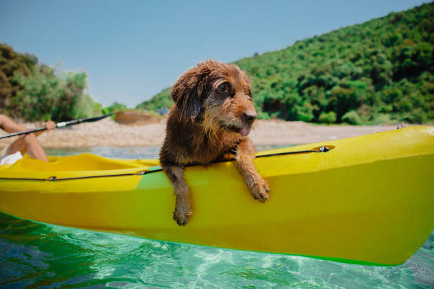 istock Old pet dog having fun in yellow kayak 1465545477