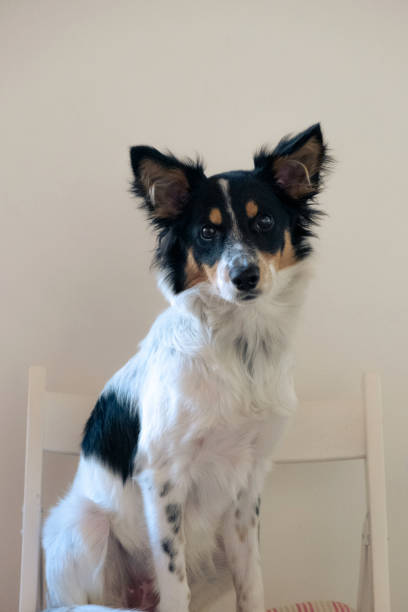 istock Cute dog on a chair watch its human 1465546151