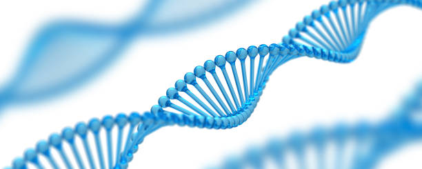 DNA strands. Double helix structure. Biotechnology and medical concept. Isolated on the white background. DNA strands. Double helix structure. Biotechnology and medical concept. Isolated on the white background. chromosome science genetic research biotechnology stock pictures, royalty-free photos & images