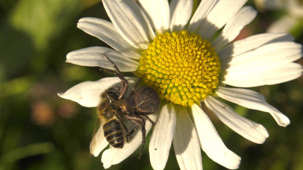 istock South Urals, spider with a trapped bee on a blooming ox-eye daisy (Leucanthemum vulgare). 1465546773