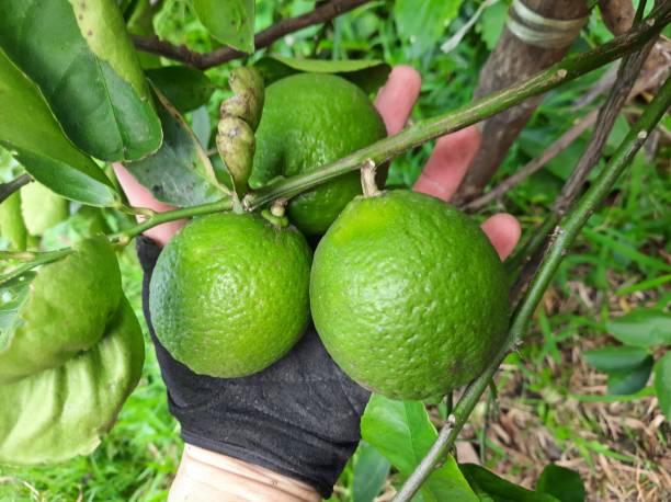 Lemon fruits on branch.