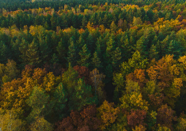istock View from the drone on the autumn forest. 1465558670