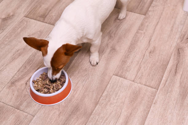 istock cute jack russell terrier dog eats food 1465558764