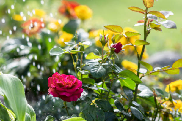 Bright color flower in flower garden and water drops above, planted red color flowers are watered in flower garden stock photo
