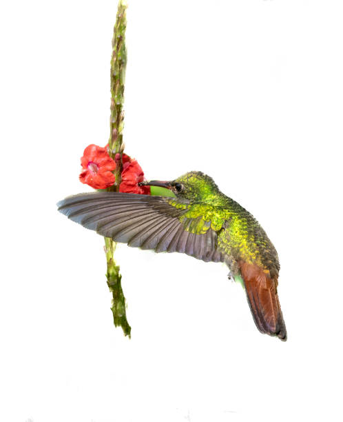 istock Rufous tailed hummingbird feeding in Costa Rica 1465559364