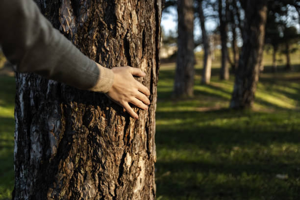 istock Women hand touching the tree trunk, close-up. 1465559365