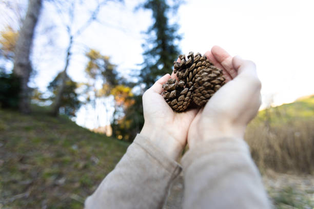 Women holding pine cones in her hands.