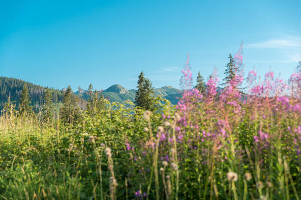 istock View of the mountains and mountain landscape. 1465559413