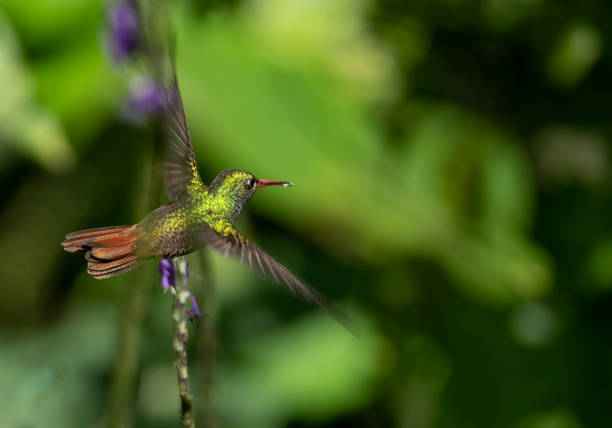 istock Rufous tailed hummingbird feeding in Costa Rica 1465559431
