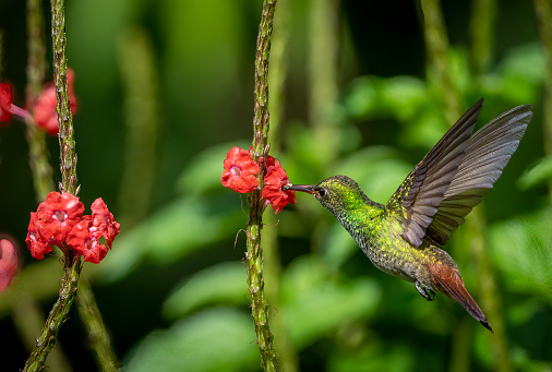 Rufous tailed hummingbird feeding on the wing in Costa Rica.