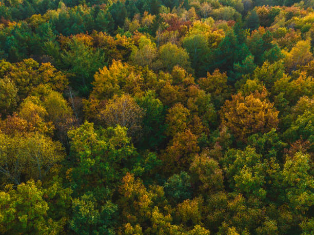 istock View from the drone on the autumn forest. 1465560986