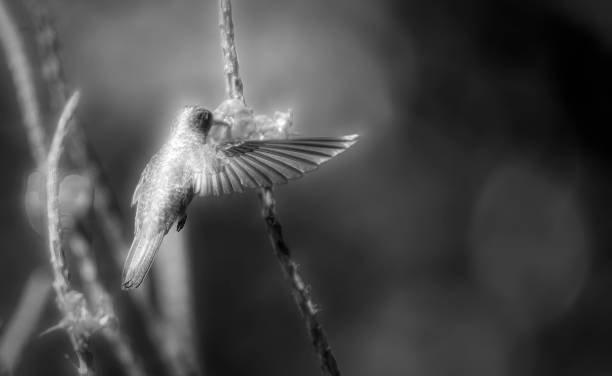 istock Rufous tailed hummingbird feeding in Costa Rica 1465561021
