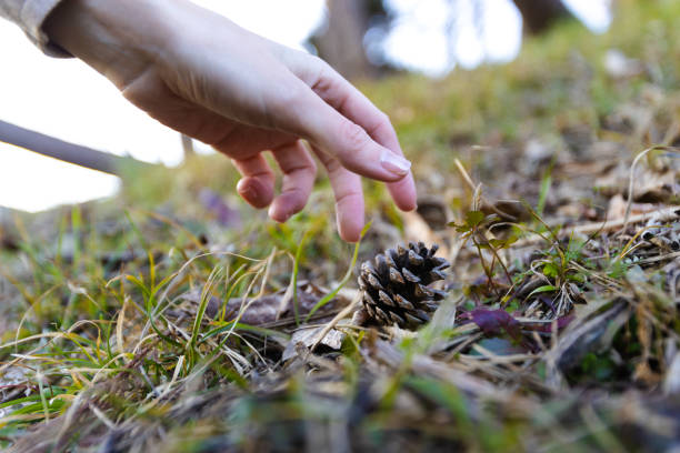 istock Collecting pine cones on the grass. 1465561144