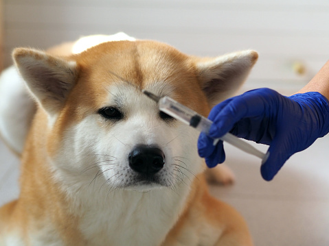 Vet holding syringe with vaccine against the big red dog. Annual rabies vaccination. Treatment and pet care. Selective focus.