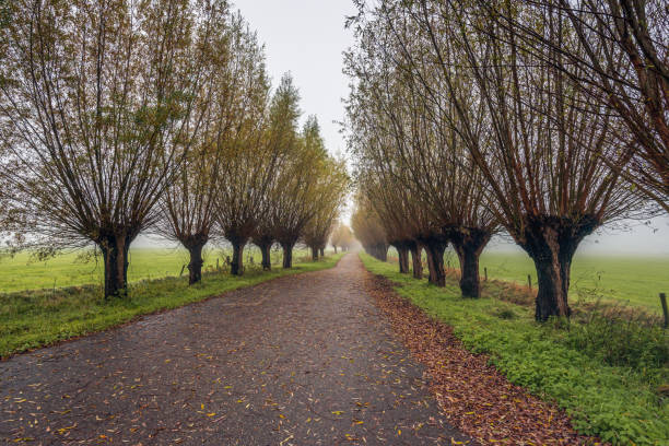 Discover the hidden beauty of this enchanting park as you stroll along the tree-lined path, where every step brings you closer to a moment of calm and reflection. Walk outdoors in beautiful sunny day