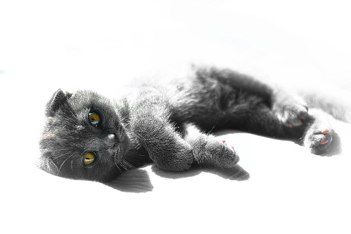lop-eared british cat gray and purple hue. Scottish cat. Fold-eared Scotsman. Beautiful cat close-up. Creative photo.