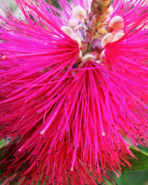 istock Pink albizia flower 1465564583