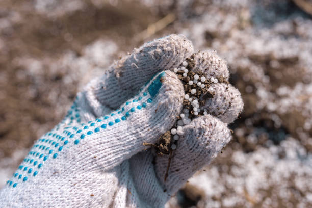 istock Farmer holding granular NPK soil fertilizer in hand 1465564941