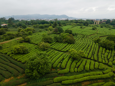 Aerial view of Tea Mountain on the farm in spring