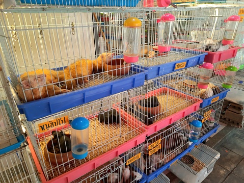 Pet Ferret and mouse in cages - Bangkok Pet Market.