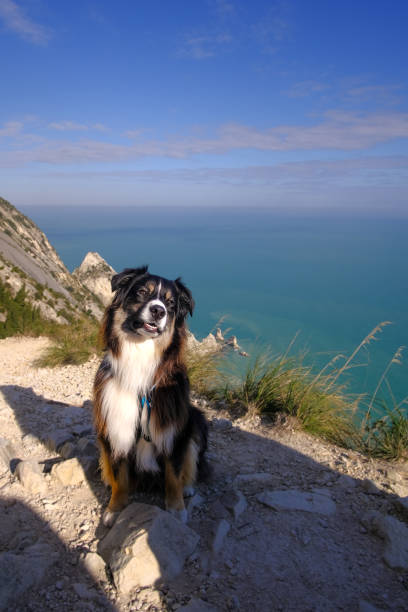 A Border Collie posing  on Conero shoreline.