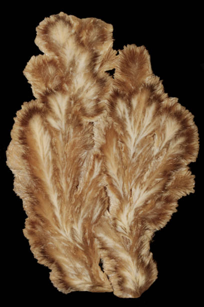 istock Nice Slice of Brown Baryte Crystals From Poland 1465570539