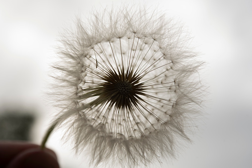 Selective focus close up of a dandelion seed head clock growing in a garden in Hexham, North East England.