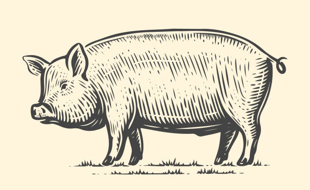 ilustrações de stock, clip art, desenhos animados e ícones de farm animal sketch. hand drawn big pig, standing full-length in front. vector vintage illustration - domestic pig