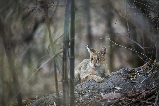 jungle cat or felis chaus or reed cat kitten closeup or portrait in isolated black bacground at kanha national park forest or tiger reserve madhya pradesh india