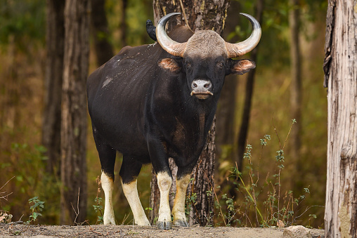 Gaur or Indian Bison or bos gaurus a showstopper closeup or portrait and black drongo bird on his back in morning safari at kanha national park forest or tiger reserve madhya pradesh india asia