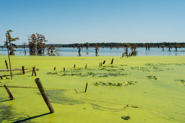 A view of Reelfoot Lake with Cypress trees and wooden posts on a sunny day.