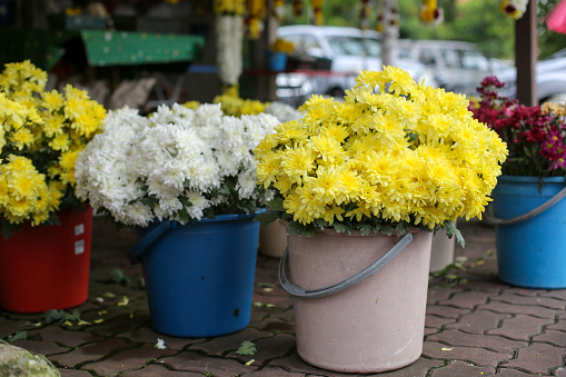 Flowers in water bucket at retail display