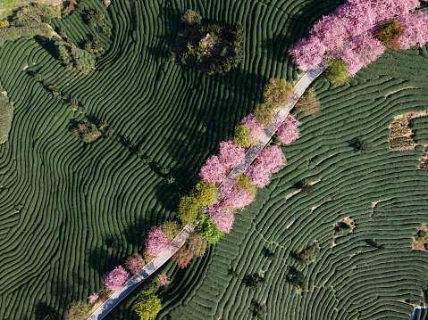 Aerial view of cherry blossom tea garden in spring