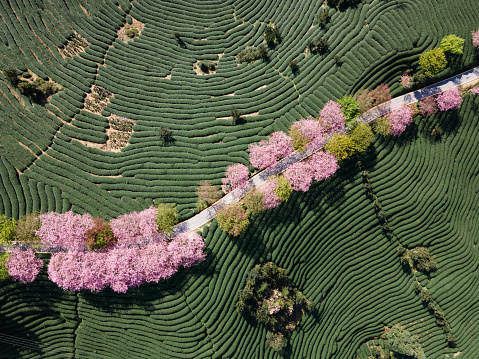 Aerial view of cherry blossom path in spring tea garden