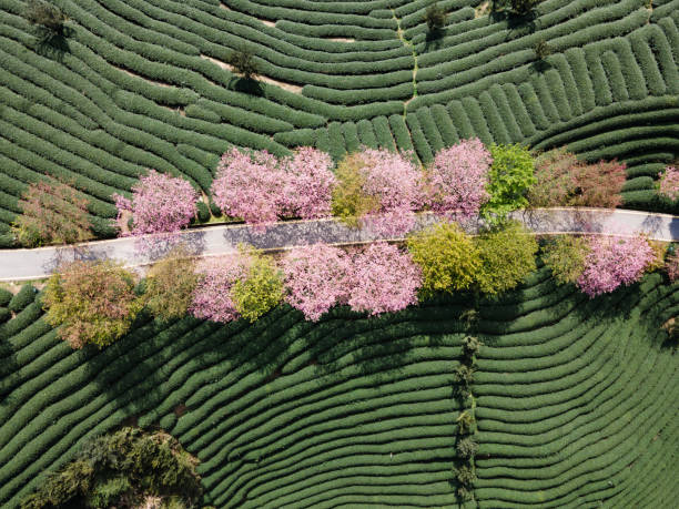 istock Aerial view of cherry blossom path in spring tea garden 1465572889