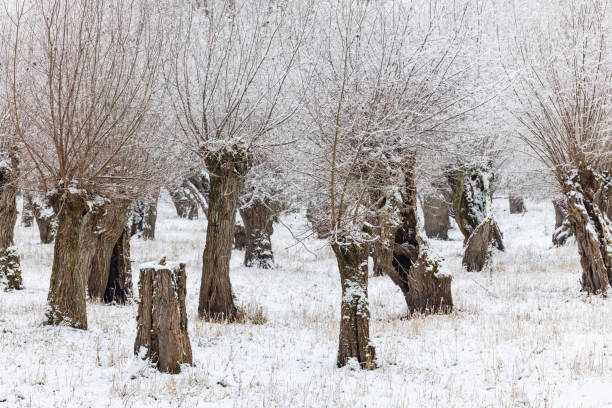 a wonderful sunny winter day, trees covered with white frost and grass stalks in the fields, a charming white winter fairy tale, Latvia