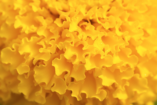 Extreme close-up macro photo of a yellow flower in bloom.