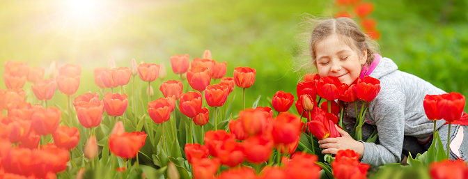 Cute girl picking red tulips in bouquet in the garden. Toddler enjoying and trying to smell beautiful flowers.