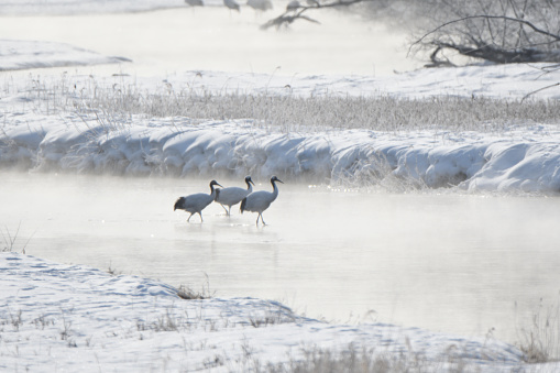 Red-crowned cranes and hoarfrost in steam fog by the cold winter morning of Tsurui Village, Hokkaido