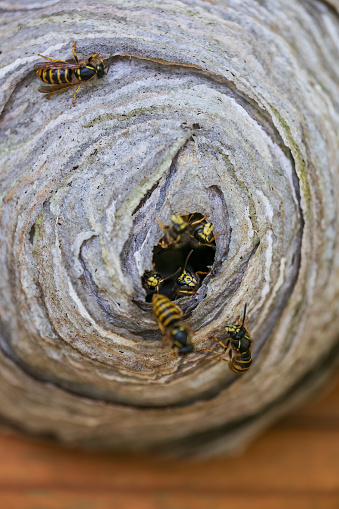 Wasp nest with entrance closeup, shallow depth of field.