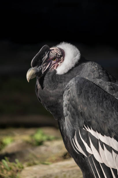 istock The Andean Condor Portrait 1465577680